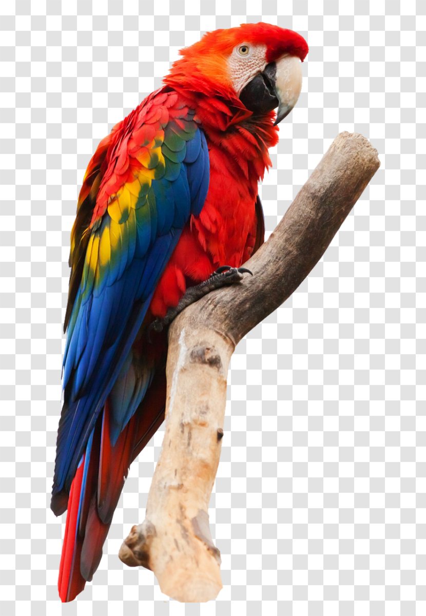 Parrot Bird Pet Painting - Portrait - Macaw Transparent PNG