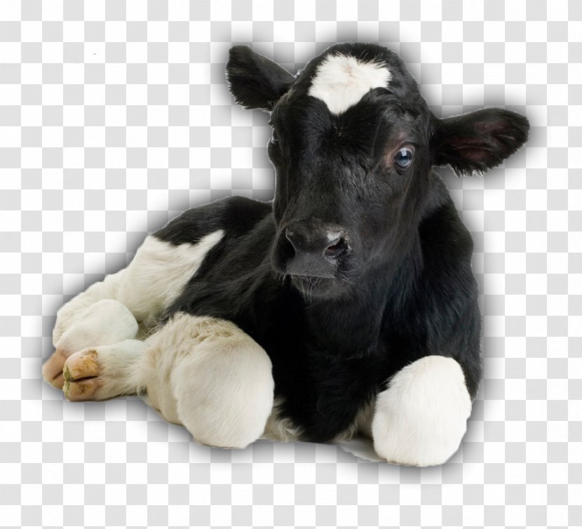 Cow-calf Operation Beef Cattle Holstein Friesian Livestock Dehorning - Cowcalf Transparent PNG