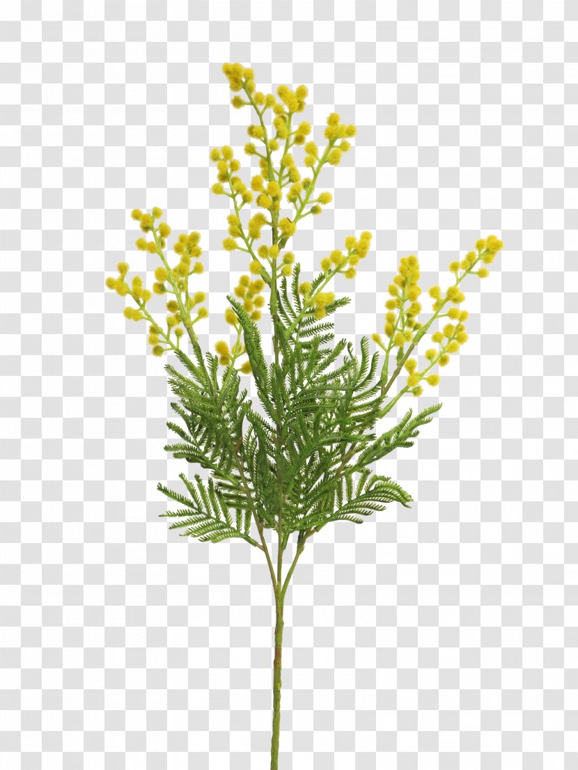 Christmas Tree Branch - Spruce - Goldenrod Transparent PNG