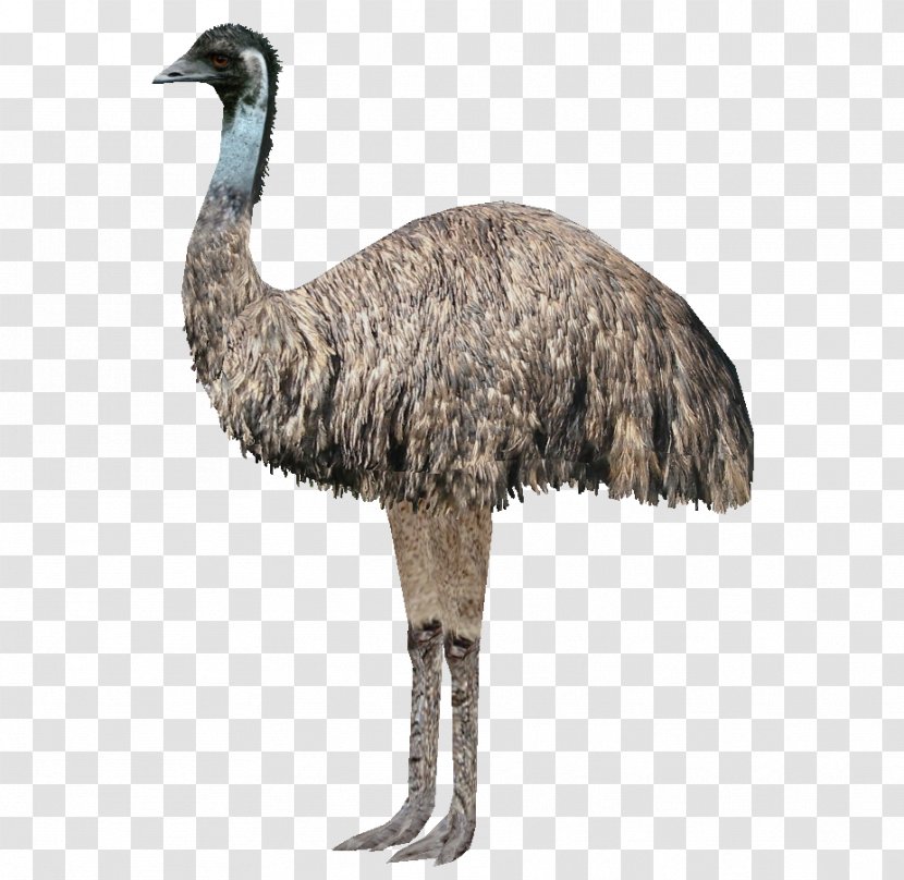 Emu War Common Ostrich Australia Bird Pelican - Ratite Transparent PNG