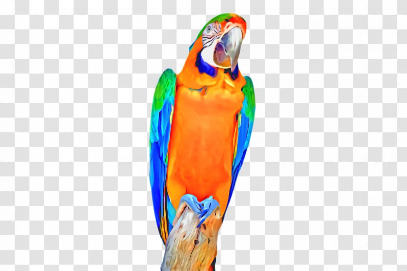 Bird Parrot - Budgie Transparent PNG