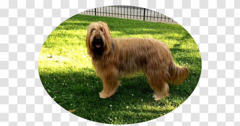 Glen Sapsali Briard Catalan Sheepdog Cão Da Serra De Aires - Therapy Dog - Carnivoran Transparent PNG