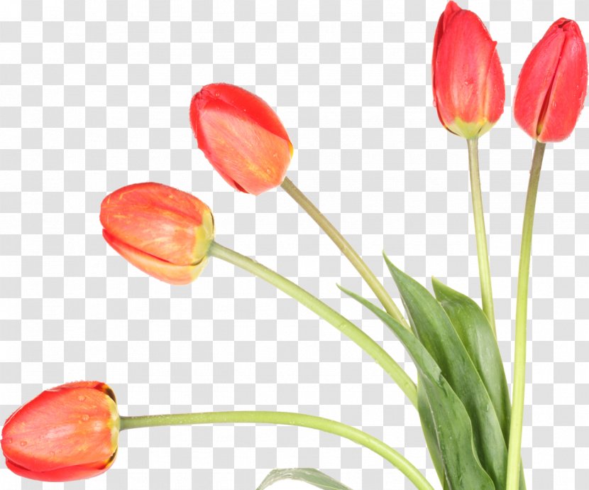 Tulip Flower Desktop Wallpaper Plant - Maresi - Tulips Transparent PNG