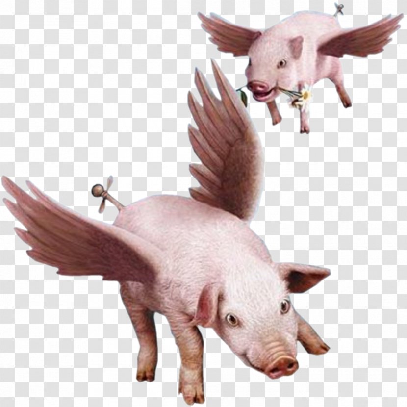When Pigs Fly Clip Art - Domestic Pig Transparent PNG