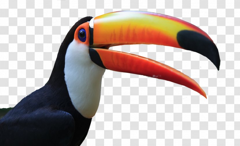 Toco Toucan Dog Bird Siamese Fighting Fish Transparent PNG