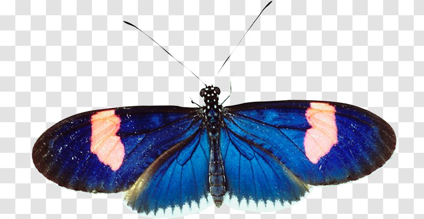 Brush-footed Butterflies Gossamer-winged Butterfly Moth Cobalt Blue - Invertebrate Transparent PNG