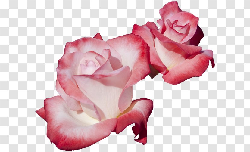 Garden Roses Cut Flowers Cabbage Rose - Idea - Flower Transparent PNG