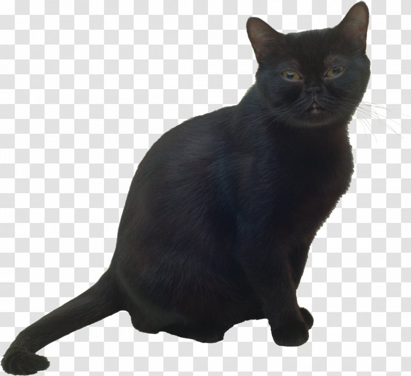 Bombay Cat Burmese Black Korat Havana Brown Transparent PNG