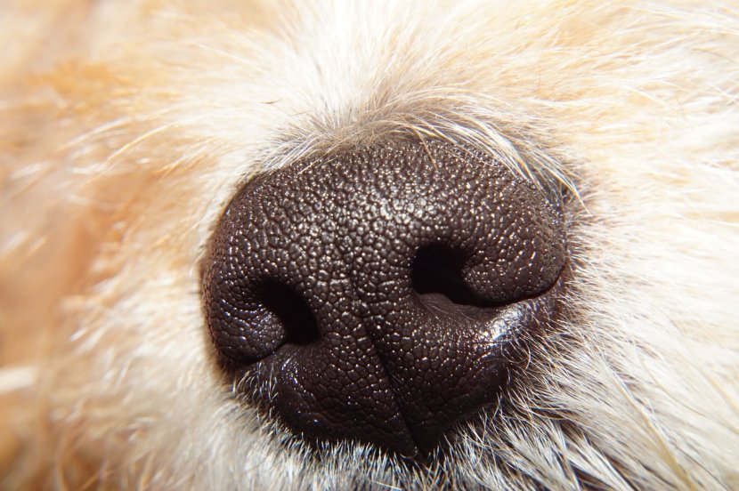 Dachshund Yorkshire Terrier Cat Snout Odor - Nose Transparent PNG