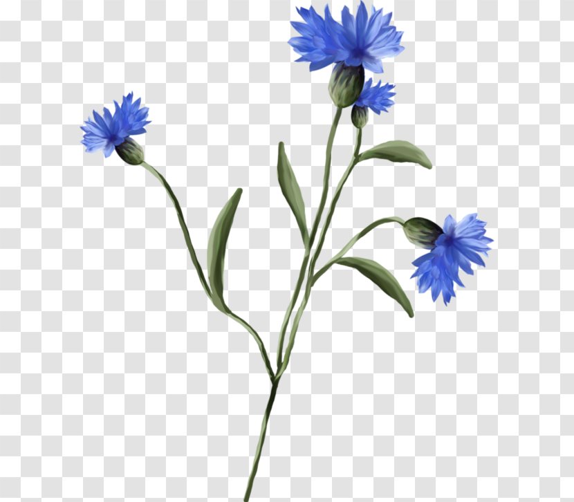Cornflower Blueberry Plant Wildflower - Amora - Flower Watercolour Transparent PNG