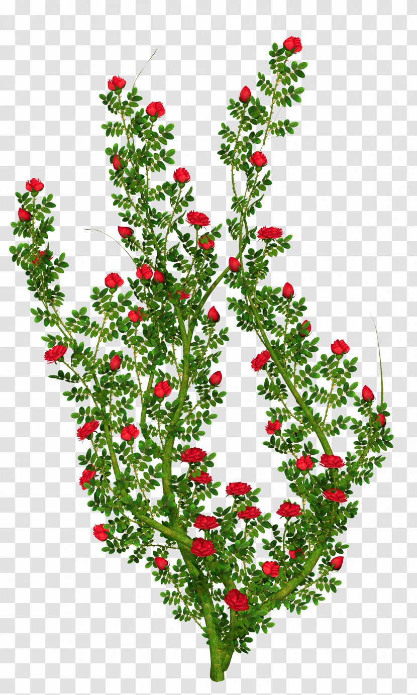 Rose Shrub Flower Clip Art - Frame - Bush Cliparts Transparent PNG