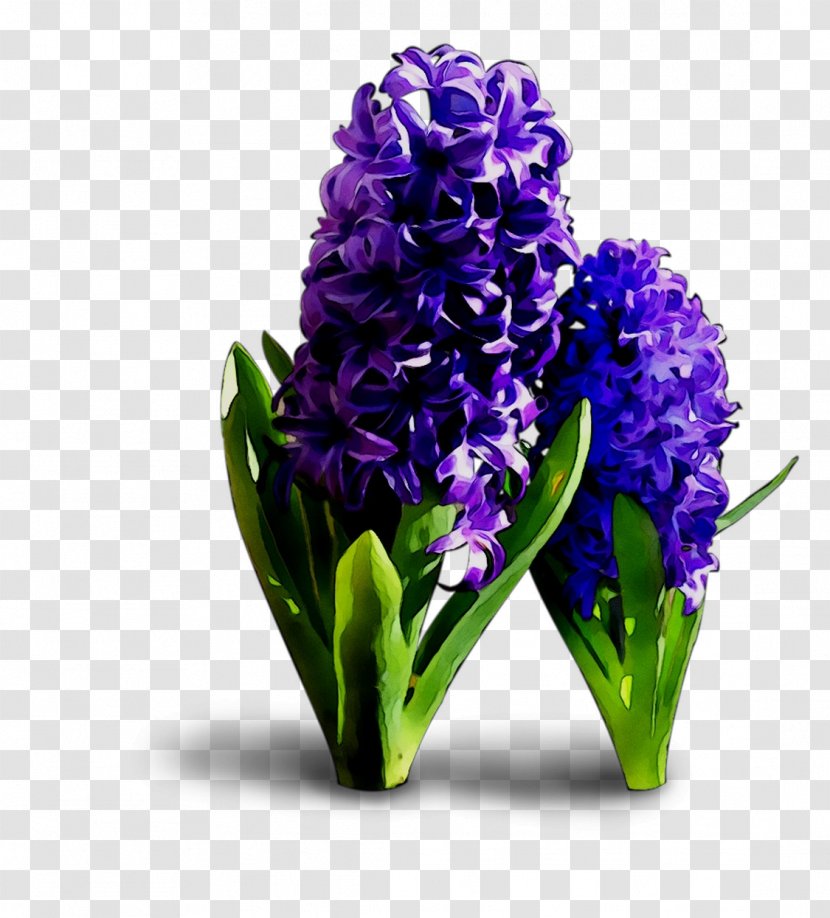 Floral Design Cut Flowers Hyacinth - Flower Transparent PNG