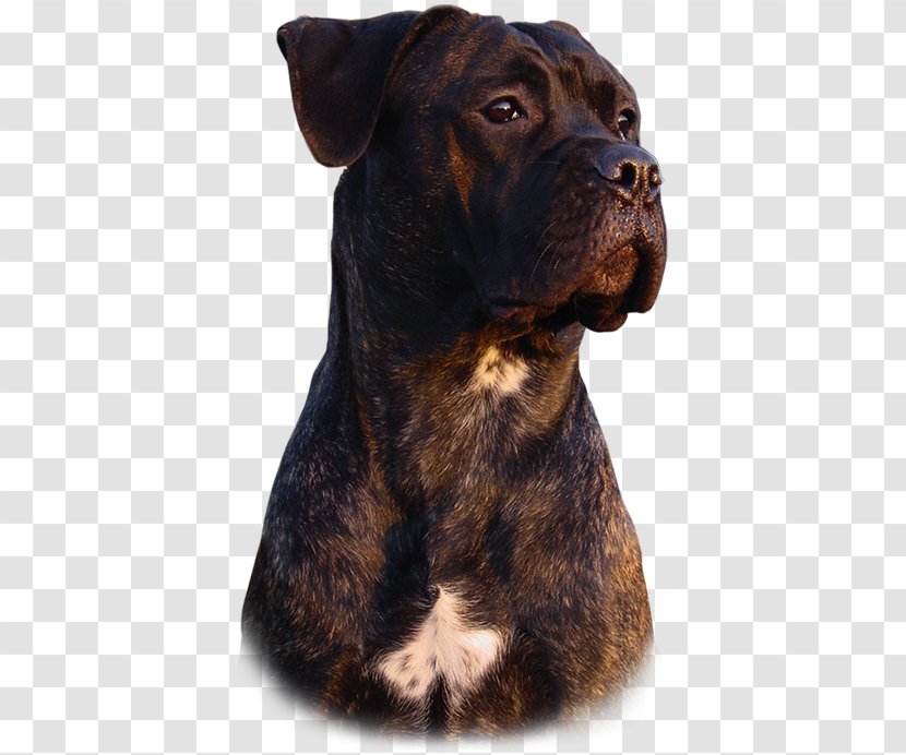 Cane Corso Rare Breed (dog) Dog Collar Group Transparent PNG