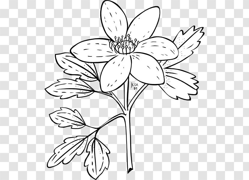 Anemone Nemorosa Canadensis Plant Flower - Rose - Cliparts Transparent PNG