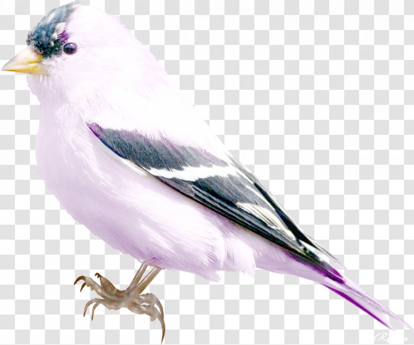 Bird Photography Clip Art Transparent PNG