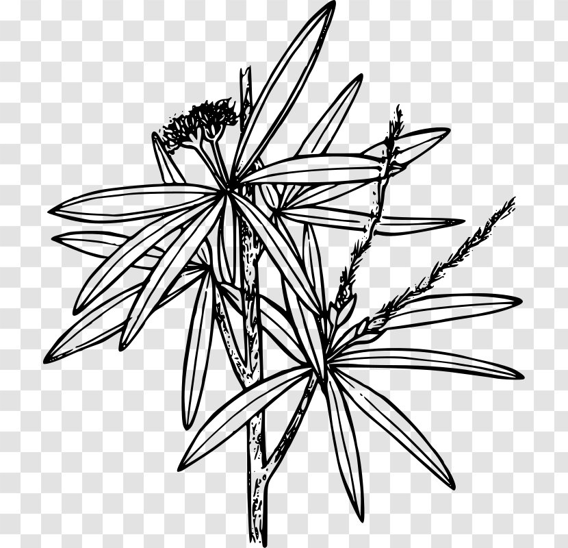 Curl - Cercocarpus Ledifolius - Flower Transparent PNG