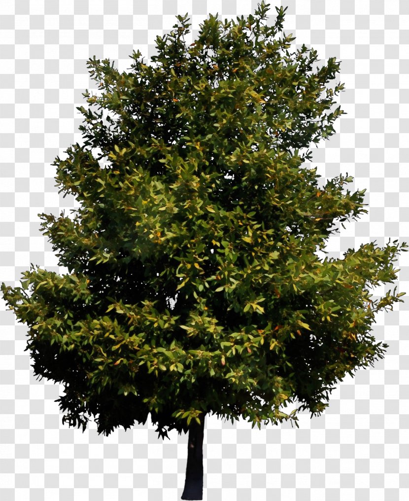 Plane - Oak - Maple American Larch Transparent PNG