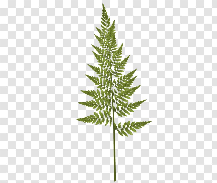 Watercolor Painting Vector Graphics Image - Oregon Pine - Ming Fern Foliage Transparent PNG