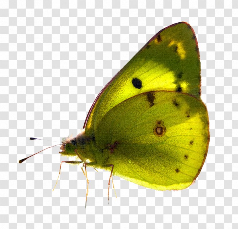 Butterfly Desktop Wallpaper Pollinator Clip Art - Moths And Butterflies - Gurdwara Transparent PNG