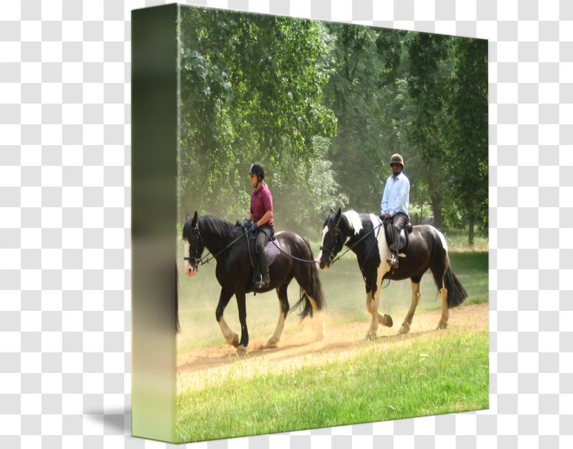 Stallion Mustang Mare Hunt Seat Bridle - Trail Riding - Hyde Park Transparent PNG