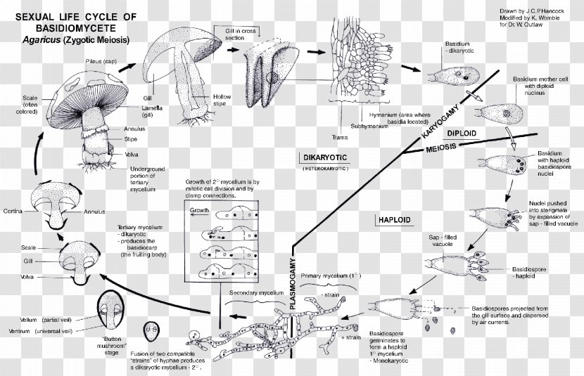 Basidiomycota Biological Life Cycle Mushroom Mycorrhiza Fungus Transparent Png