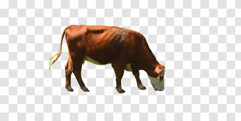 Dairy Cattle Betsy The Cow White Park Desktop Wallpaper - Snout - Watercolour Animals Transparent PNG