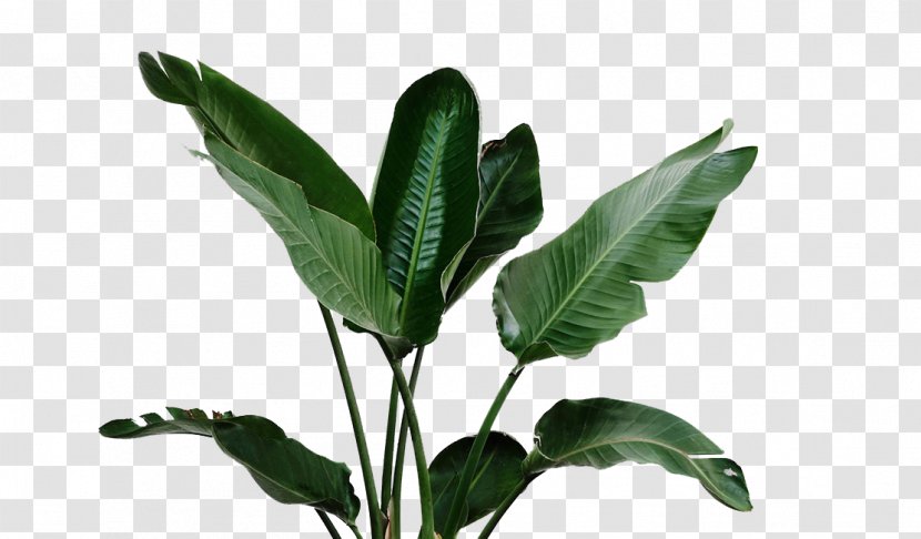 Houseplant Watering Can - Plant - Banana Leaves Green Transparent PNG