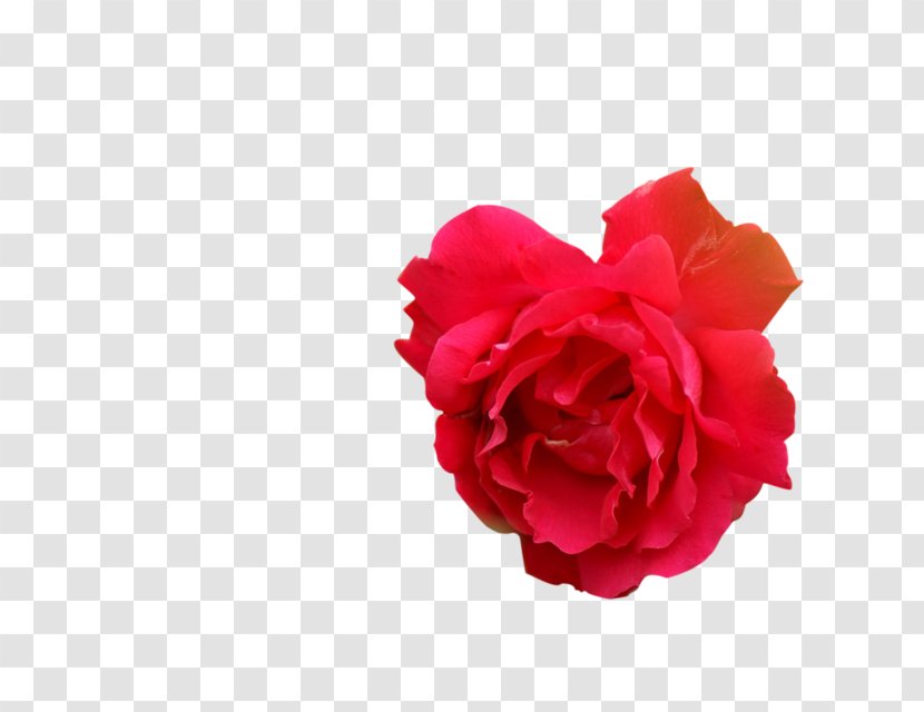 Garden Roses Cabbage Rose Carnation Cut Flowers Petal - Plant - Jacaranda Transparent PNG