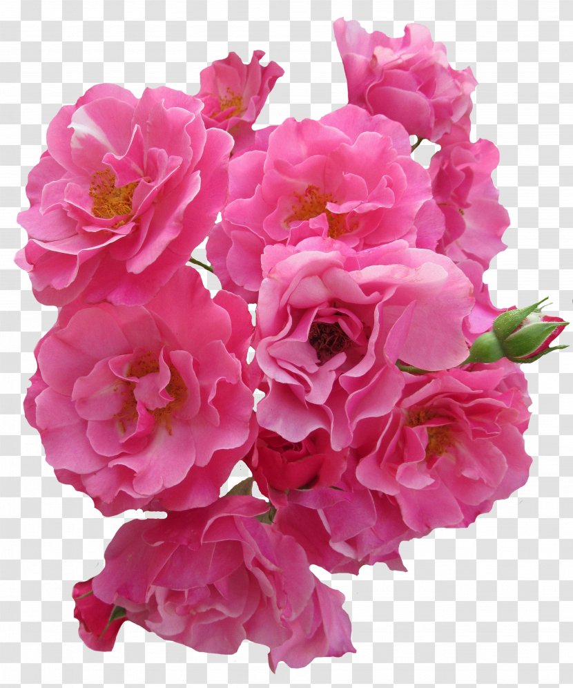 Stock.xchng Image Flower Rose - Rosa Centifolia Transparent PNG