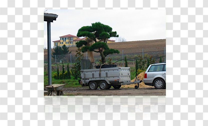 Motor Vehicle Car Plant Community Tree Transport Transparent PNG