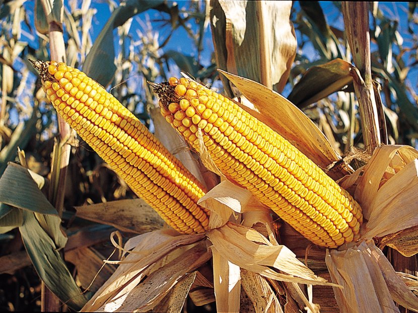 Pakistan Agriculture Genetically Modified Food Farm Agricultural Productivity - Corn Transparent PNG