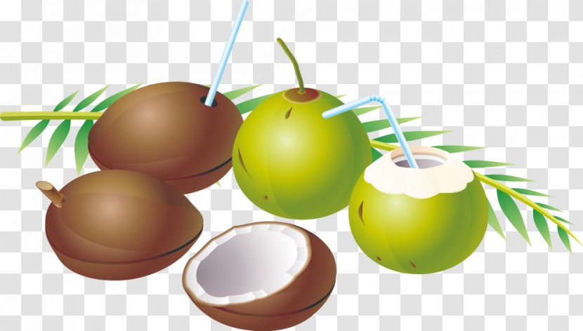 Coconut Water Fruit - Exquisite Transparent PNG