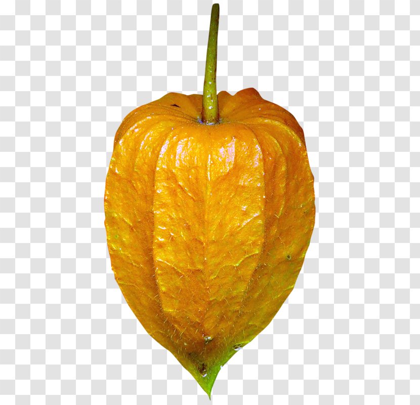 Peruvian Groundcherry Citron Plant - Bitter Orange Transparent PNG