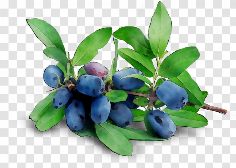 Blueberry Tea Bilberry Huckleberry Lingonberry - Aristotelia - Fruit Transparent PNG