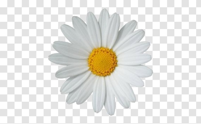 Clip Art Common Daisy Family Drawing - Petal - Sunflower Transparent PNG
