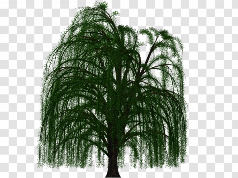 Prairie Willow Branch Weeping Tree Deciduous - Celebrate National Day Transparent PNG
