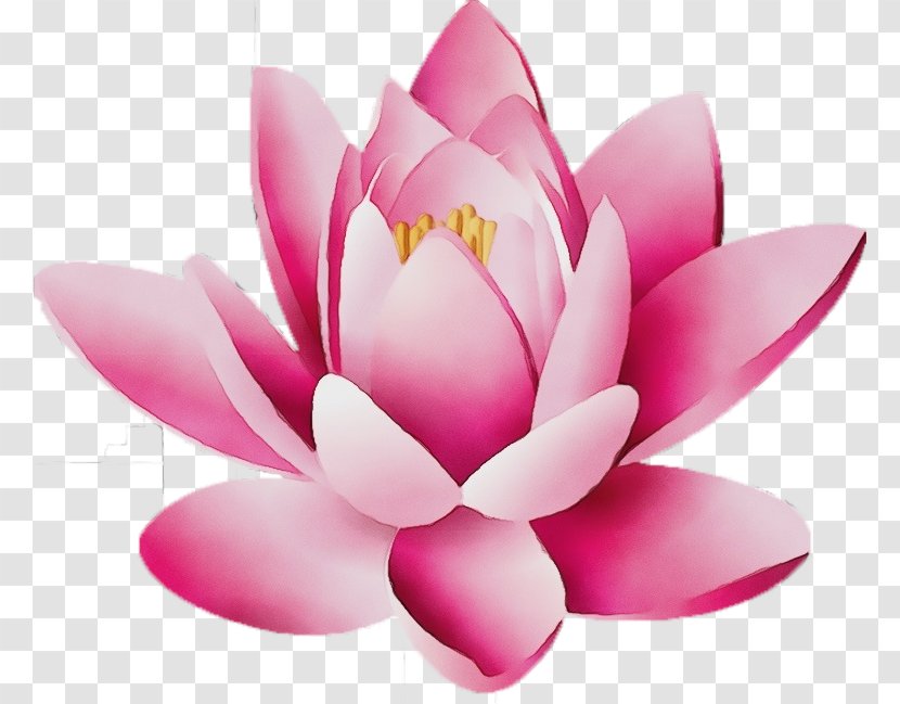 Lotus - Sacred - Flowering Plant Water Lily Transparent PNG