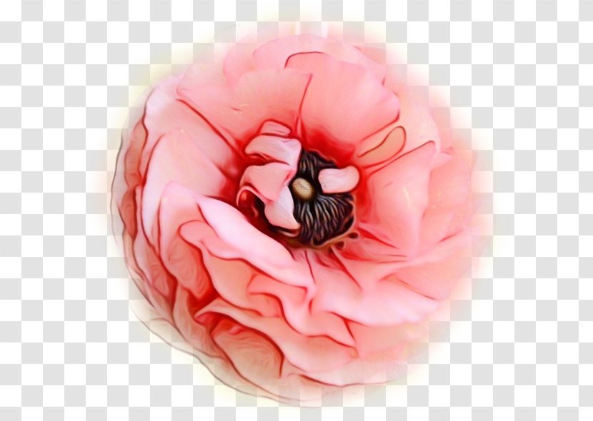 Pink Flower Cartoon - Peach - Poppy Family Transparent PNG
