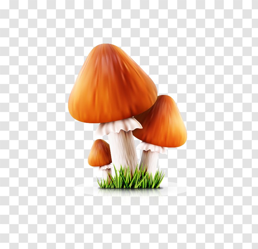 Cartoon Poster Mushroom - Mushroom,fungus Transparent PNG