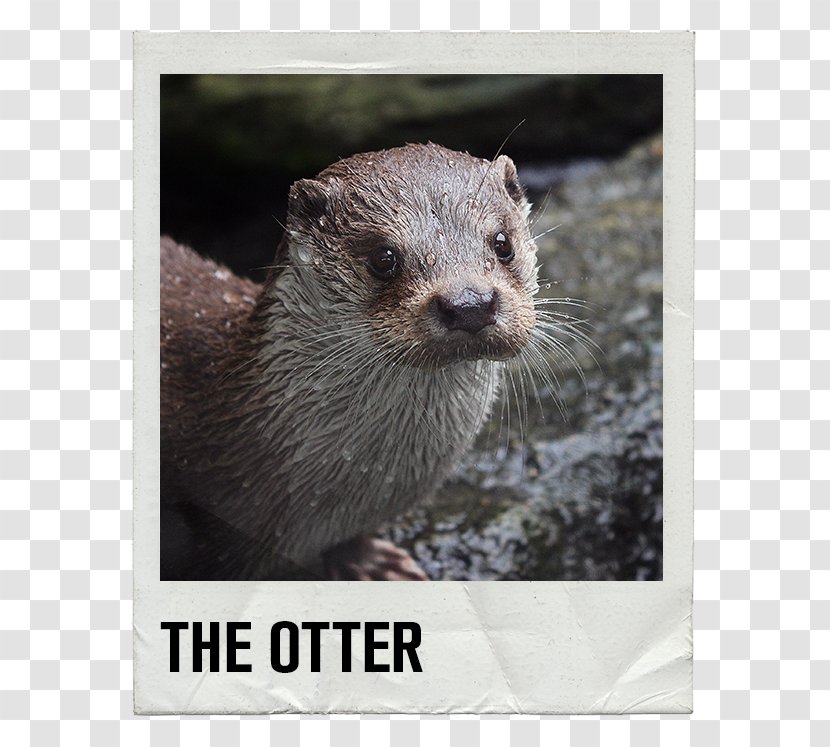 Sea Otter North American River Eurasian Asian Small-clawed Giant - Smallclawed Transparent PNG