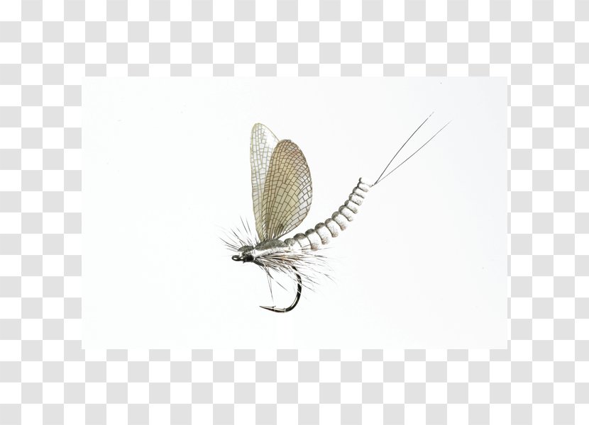 Mayfly J'son Insect Flight Fly Fishing - Invertebrate - EA SPORT Transparent PNG