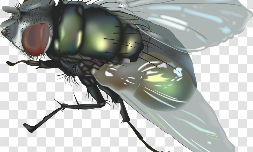 Clip Art Image Illustration Vector Graphics - Blowflies - Fly Images Transparent PNG