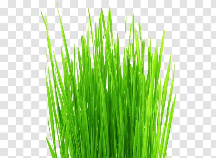 Lawn Aerator Grass Weed - Chrysopogon Zizanioides - Flourishing Transparent PNG