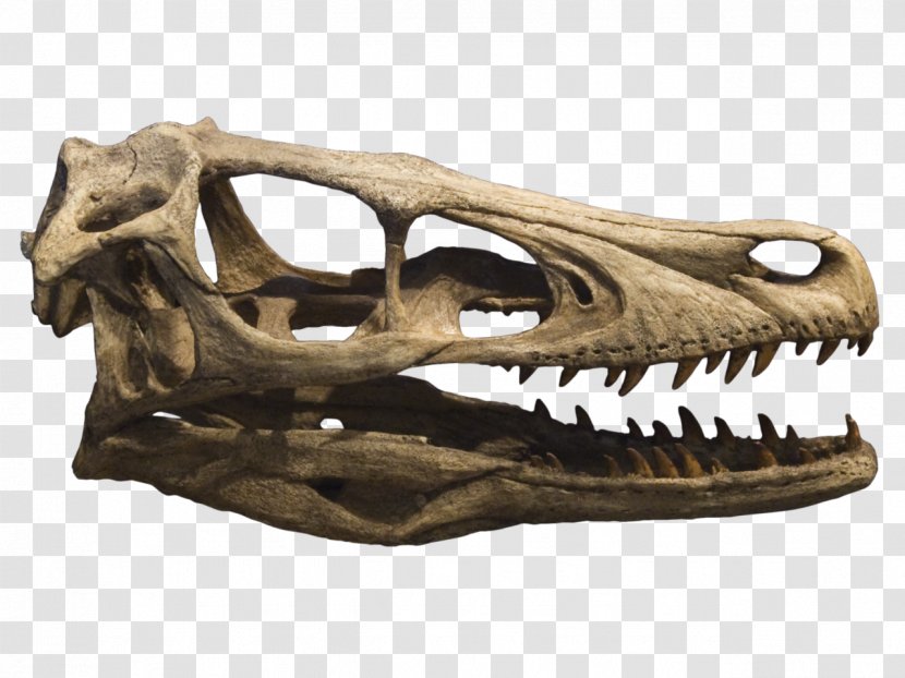 Velociraptor Deinonychus Tyrannosaurus Achillobator Late Cretaceous - Dromaeosaurus - Crane Transparent PNG