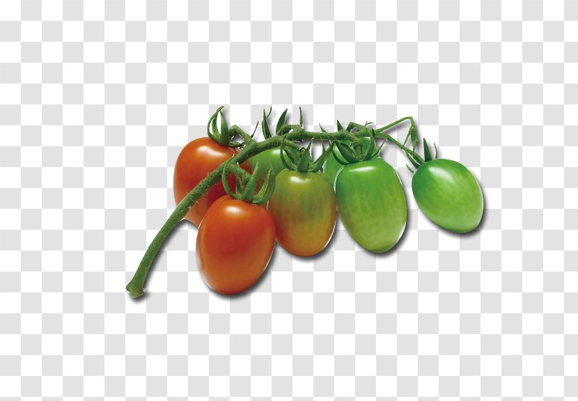 Cherry Tomato Bush Vegetable Food Fruit - Tomatoes Transparent PNG