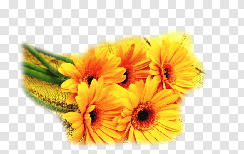 Flowers Background - Petal - Bouquet Barberton Daisy Transparent PNG