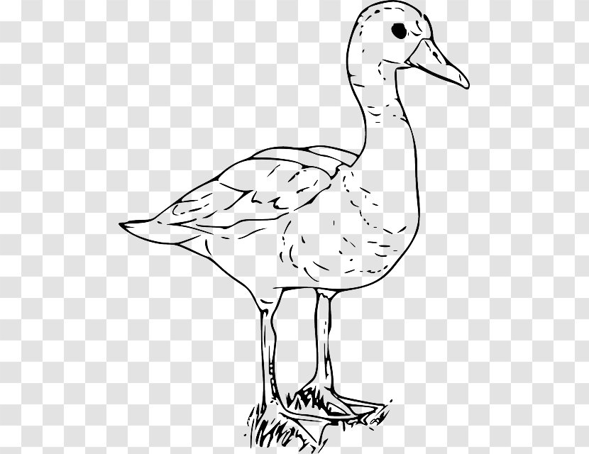 Duck American Pekin Goose Clip Art - Black And White Funny Cartoon Pictures Of Ducks Transparent PNG