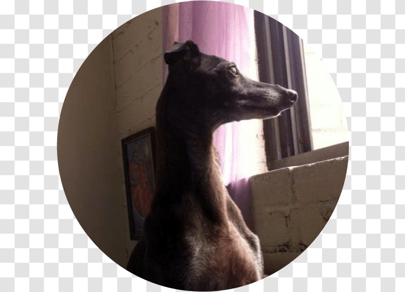 Italian Greyhound Whippet Dog Breed Snout - Pet Adoption Transparent PNG