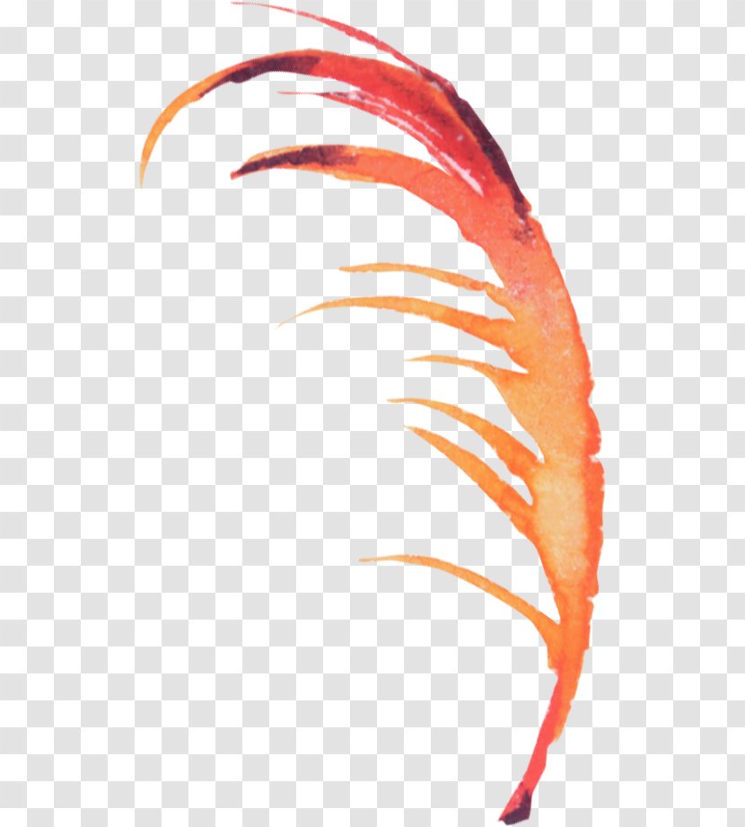 Feather Bird - Hand-painted Feathers Transparent PNG