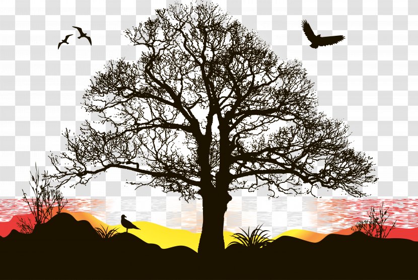 Sunset Vector - Oak - Tree Transparent PNG